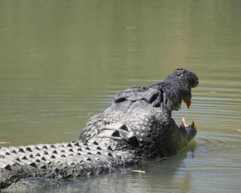 saltwater crocodiles Cahill’s Crossing