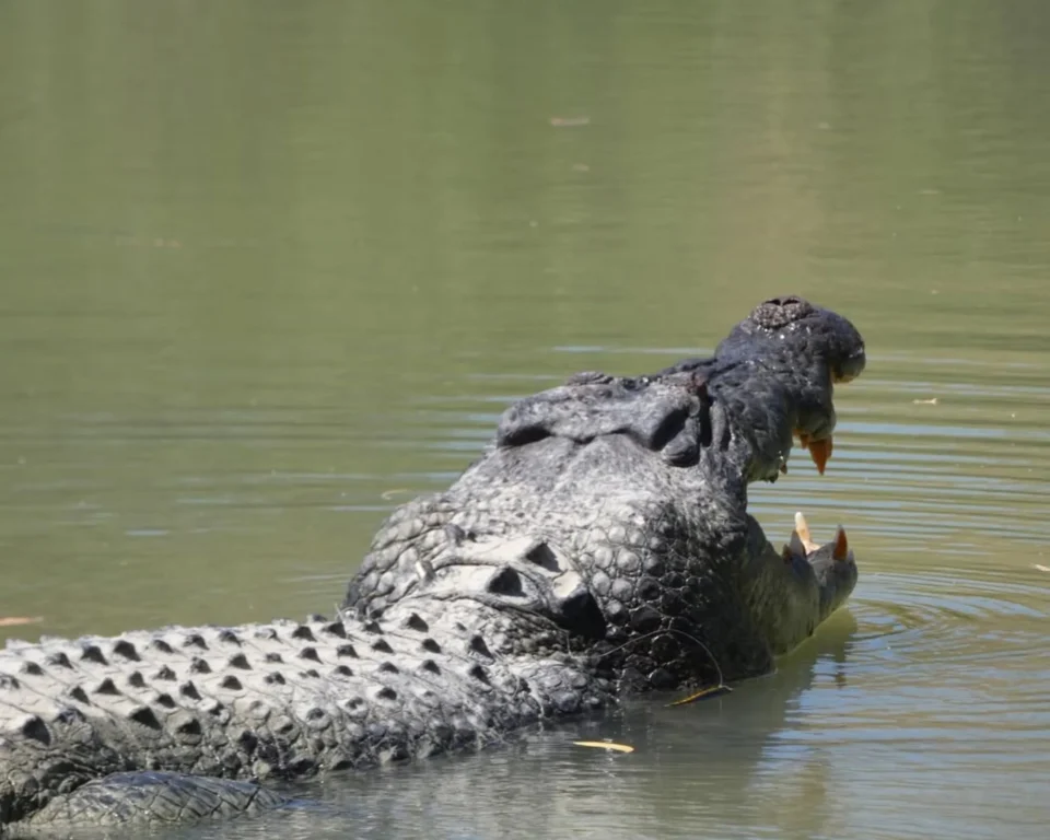 saltwater crocodiles Cahill’s Crossing